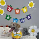 바른댕댕 애견유치원 이미지
