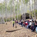 원대리 자작나무숲 이미지