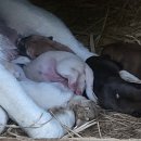 바둑이연구소 이미지