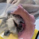 바른병원 | 대구바른24시동물병원 단비 비장절제 수술 후기 응급수술부터 회복과정 솔직후기