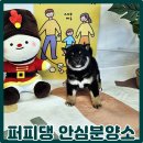 대전고양이분양 퍼피댕 캣 안심분양소 둔산점 | 용계동 강아지분양 : 믿을 수 있는 안심 분양소 퍼피댕