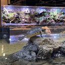 걸포 목장 | 김포 아이들과 가볼만한 곳 실내 동물 체험형 신상 대형 카페 ‘수풀림 아쿠아카페’