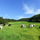 월드컵목장 이미지