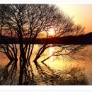 황금나무 이미지