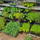 신흥농약사 이미지