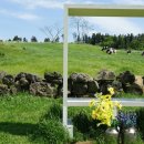 아침초원 목장 이미지