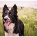 개봉동물병원 이미지