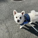 라온 메디컬 | 울산 라온동물메디컬센터