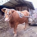 추정2리 이미지