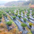 응애농원 이미지