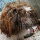 파란종합 동물병원 이미지