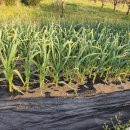 서리농장 이미지