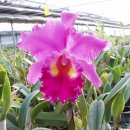 월평농장 이미지