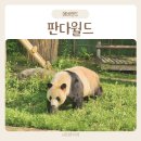 에버랜드 판다월드 아이랑 방문 후기 위치 시간 관람 꿀팁