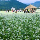 봉평메밀밭 이미지
