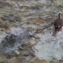 오리한마리 이미지