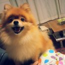 안녕, 내강아지 이미지