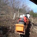함평참쑥 영농조합법인 | 쑥과 명이나물 함평 쑥떡 극한직업 지금이 제철 쑥과 명이나물