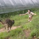 하울링 Howling 이미지