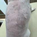 모들펫살롱 이미지