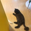 히히냥냥 | [강남] 실내 데이트&amp;놀거리 추천 ㅣ강남역 고양이 카페 &lt; 히히냥냥 &gt;