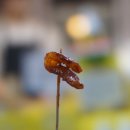 아짐손불곱창갈비