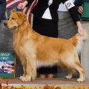 굿타임켄넬 이미지