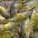 황금낚시 이미지