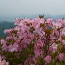 제323차 정기산행(6/2) 영주 소백산(1,439m) 이미지