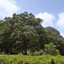 [고규홍의 큰 나무 이야기]민족의 삶을 지탱해 준 ‘참나무’ 이미지