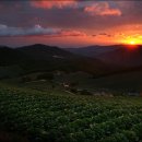 들꽃사랑 이미지