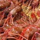 스시카야논데