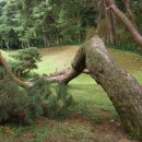 탈해왕릉 이미지