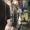 산야초마을 | 전주 한옥마을 애견동반 숙소 <산야초> 내돈내산 강추후기