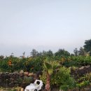 수산돌담채 이미지