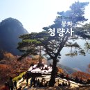 재산면 은행나무 | 가을 단풍이 화사한 한국의 산사 절집, 봉화 청량사