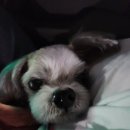 청석로 | [리뷰] 24시 마이동물의료센터 파주 솔직후기