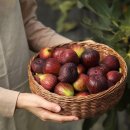 주몽농장 | 제주 공항 근처 카페 추천! 제주 몽라브 무화과 아이스크림 힐링 농장 카페!