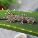 정천축사 이미지