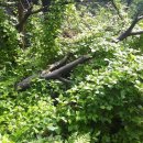 새벽숲농장 이미지