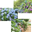 장미농원 이미지