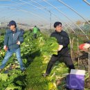 김종혁농장 이미지