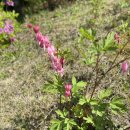 당진 삼선산 수목원에서 4월의 마지막 토요일 제대로 즐겨보기🌿