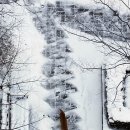 산책하는 고양이 이미지