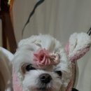 사나래글램핑장 | 연천애견캠핑 사나래글램핑장 후기!