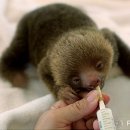 나무늘보 이미지