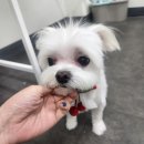 도리앤펫 이미지