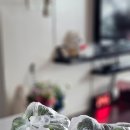 미영농장 이미지