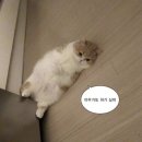 요새불멍 이미지