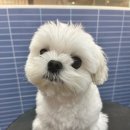 더 귀엽개 이미지